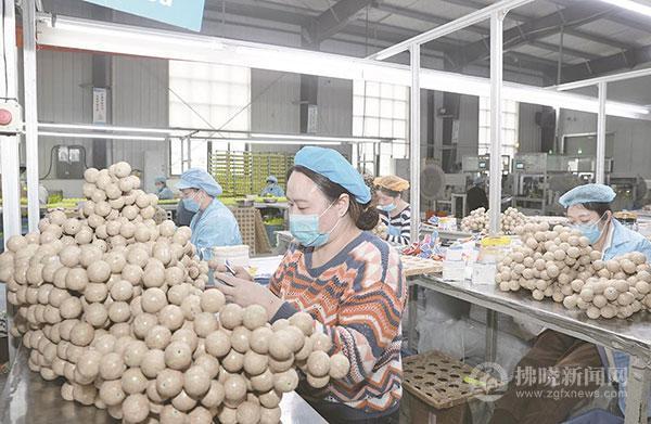 间到全球市场的“萌宠”产业链J9真人游戏第一品牌从乡村车(图1)